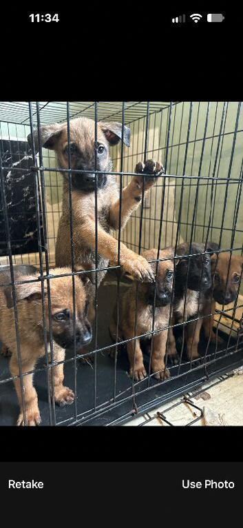 German Shepard x cane corso