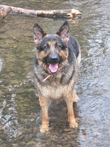 Female German Shepherd