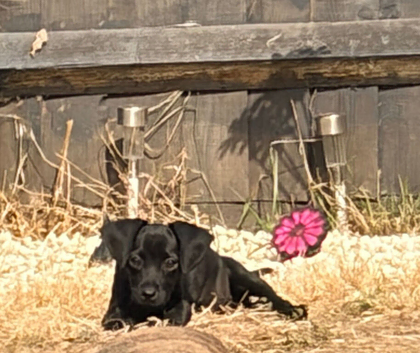 Labrador