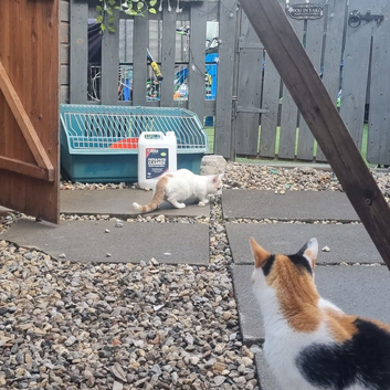 2 kittens needing new homes 1 boy 1 girl