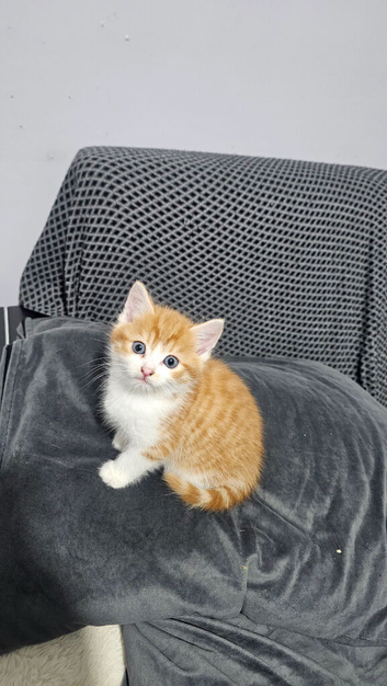 3 kittens for sale