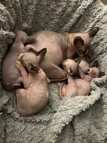 Sphynx kittens for sale