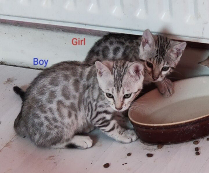 Silver Rossetted Bengal Kittens