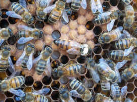 Honey Bee Nucleus Colony - Collection Poole, Dorset