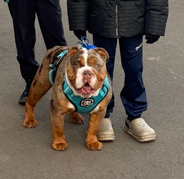 British bulldog for stud