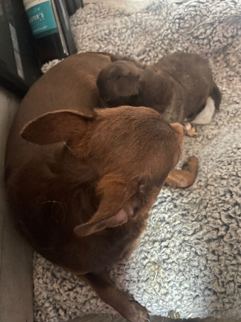 Chihuahua appledomed long haired girl