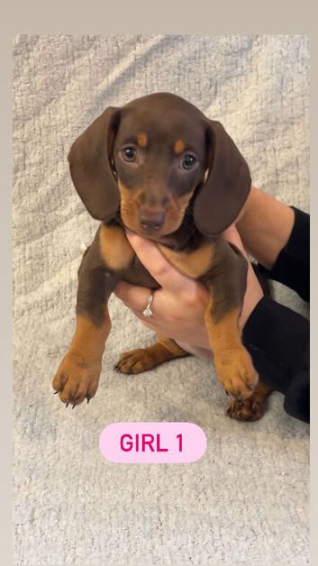 Chocolate dachshunds