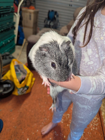 2 Guinea pigs for a loving home