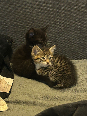 2 kittens for sale (west yorkshire)
