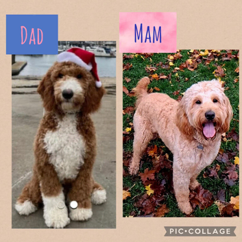 Australian Goldendoodle