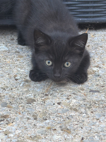 3 female kittens