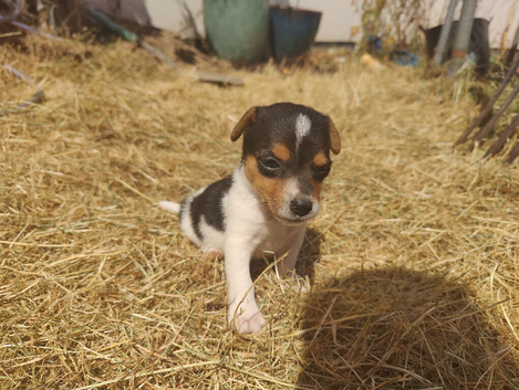 Gorgeous Pedigree Jack Russell Puppies