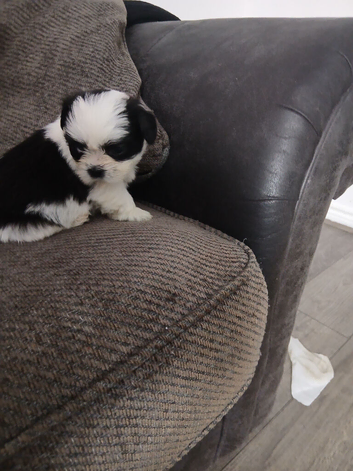 Full pedigree not kc registered lhasa apso  pups