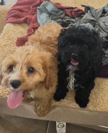 Healthy (DNA) happy &ldquo; Noodles&rdquo; & &ldquo;Charlie&rdquo;