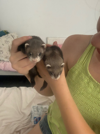 Ferret babies