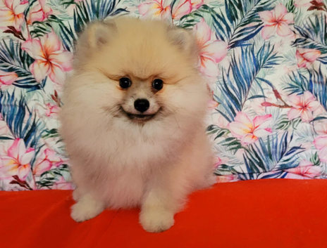 Pomeranian puppies for sale KCreg