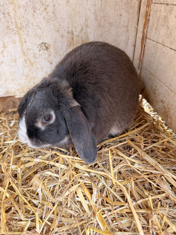 Male rabbit