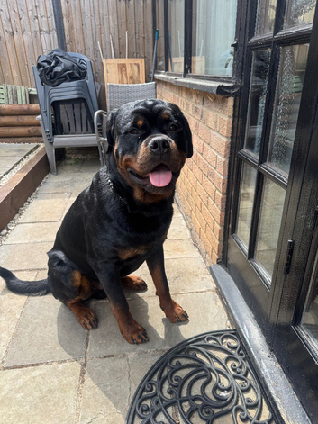 Rottweiler for stud