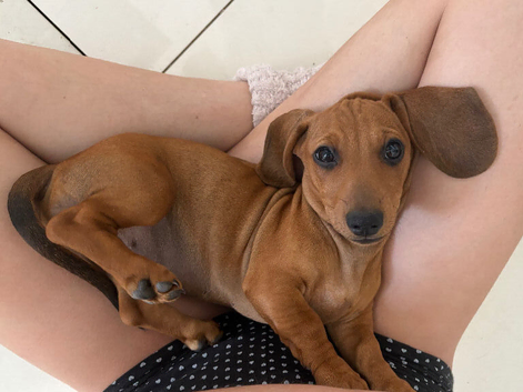 Dachshund  puppies for sale.