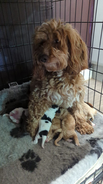 Gorgeous Cockapoo puppies