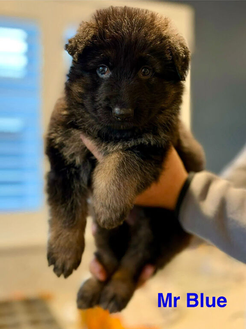 7 week old German shepherd puppy