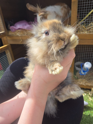 Lion head mixed mini lop