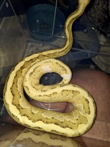 SuperVanilla