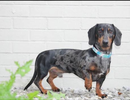 Dapple stud dachshund