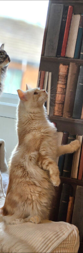 Cheeto 11 months old