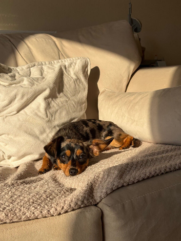 Dachshund x