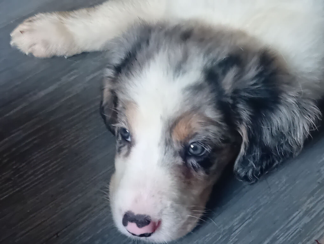 Bearded collie/smoothe blue merle collie mix puppies