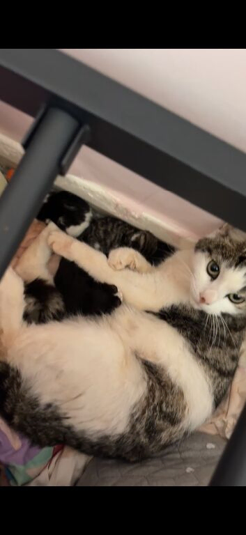 5 kittens looking to secure their forever homes