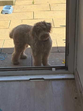 Beautiful 9 Month Old Male Cockapoo Looking For A Loving Home