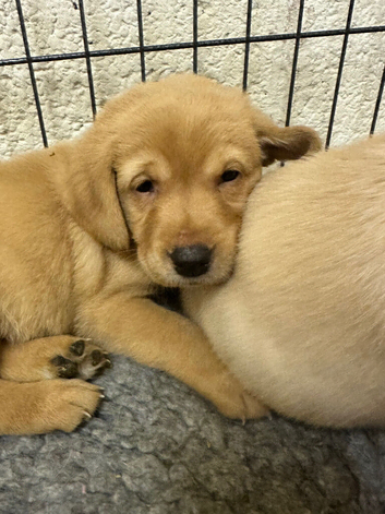 KC registered yellow Labrador pups