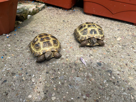 2 x Hermann Tortoises and set up