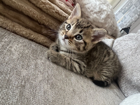 Kittens