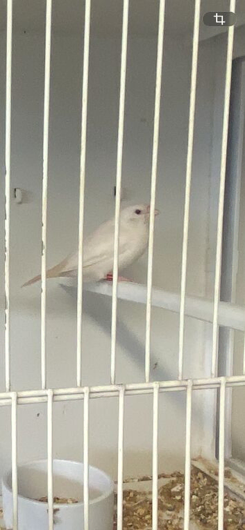 Silver bills finch