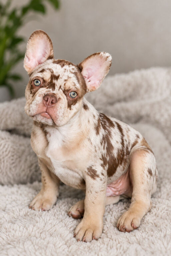 Merle French bulldog