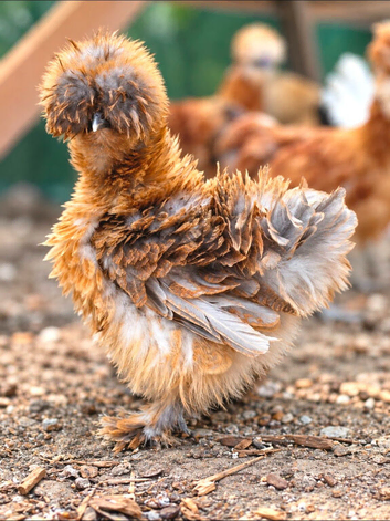 Silkie