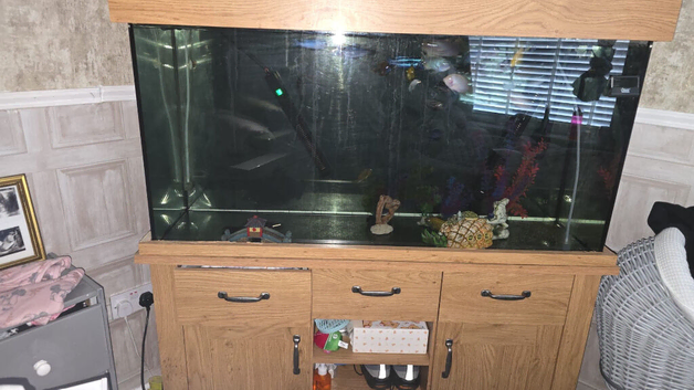 Fish tank and fish