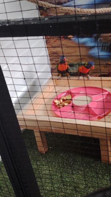 2 beautiful rainbow lorikeets