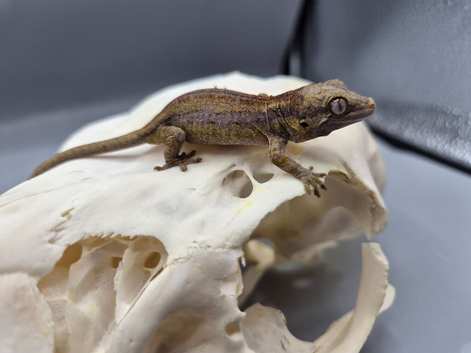 Red and orange striped gargoyle gecko