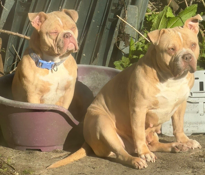 Re homing my pocket bully