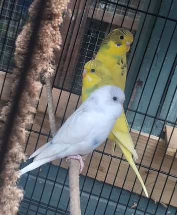 Baby budgies
