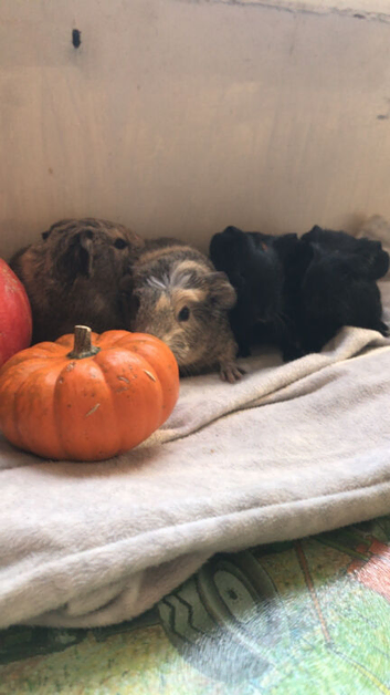 5 baby guinea pigs
