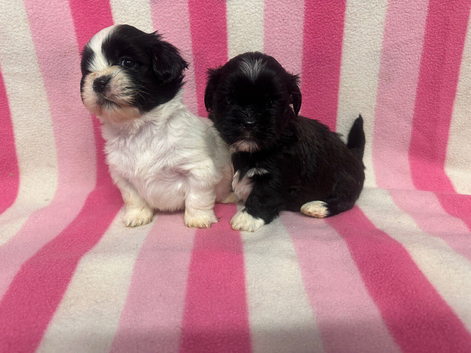 Lhasa Apso Puppies