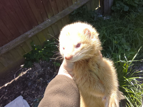 Ferret for sale