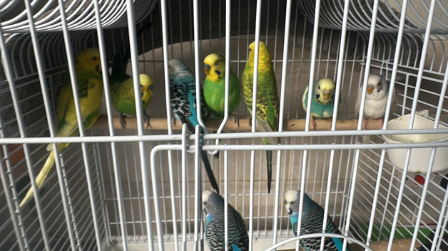 Budgies