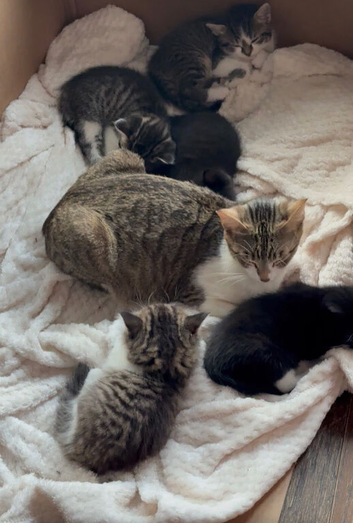 4 Kittens Available Finchley North London