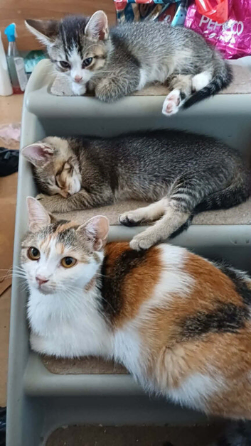 Kittens